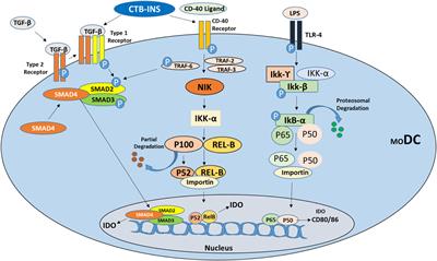 The Role of Dendritic Cell Maturation in the Induction of Insulin-Dependent Diabetes Mellitus